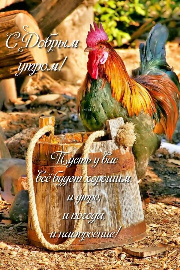 доброе утро с петухами