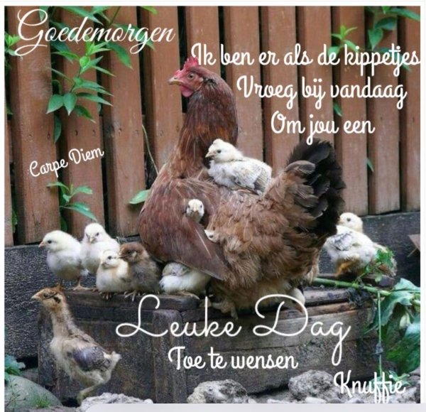 курятник для цыплят