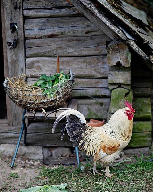 деревенские куры