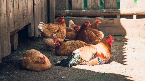 красивый курятник