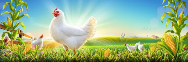 бройлеры росс 308