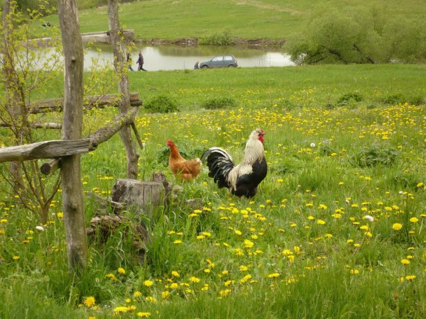 хутор гремячий белгородская область