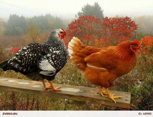 курицы несушки породы