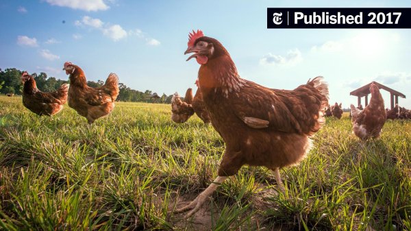 куриная ферма