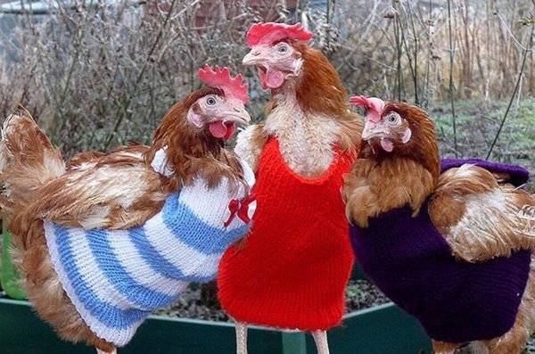 гламурная курочка