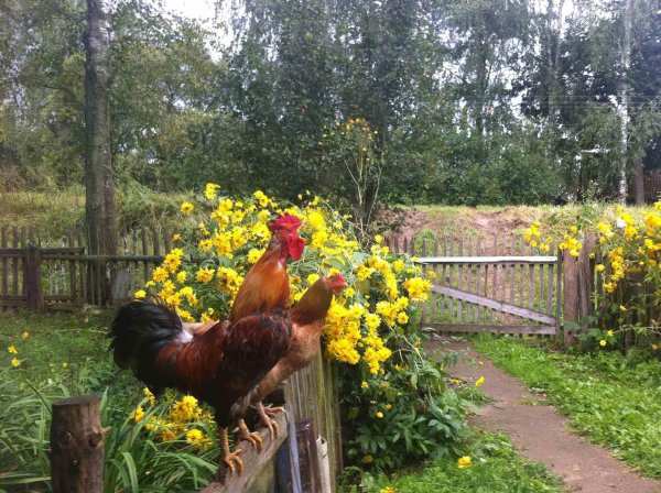 кучинская юбилейная порода кур