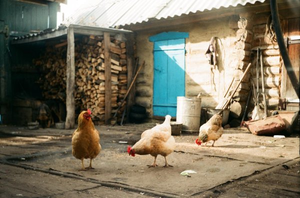 курятник деревенский