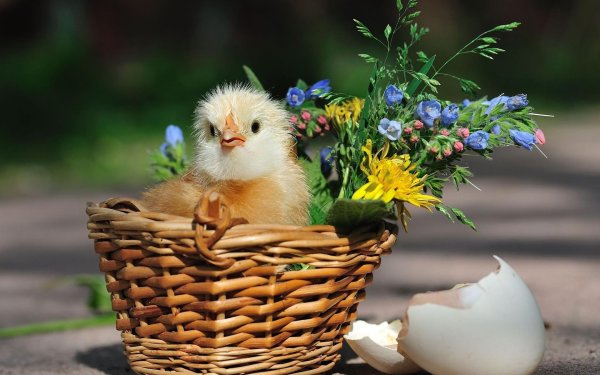 доброе утро цыпленок