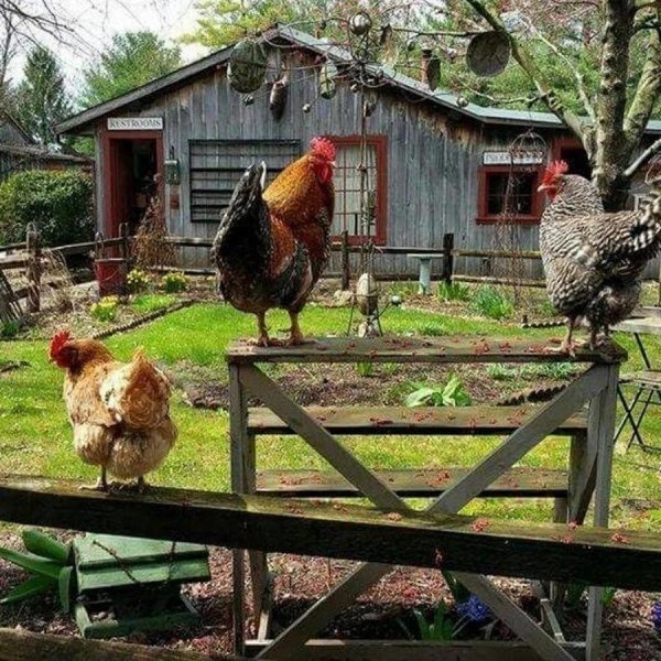 деревенский курятник