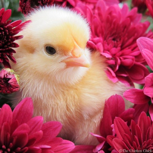 разноцветные цыплята