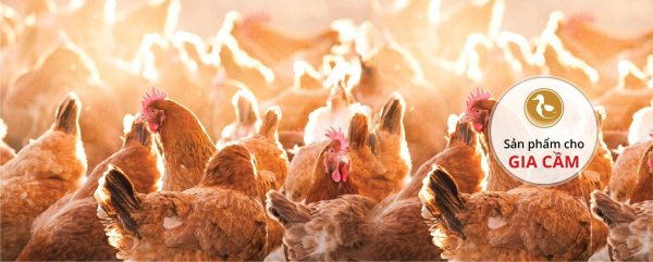 порода кур несушек птицеферма