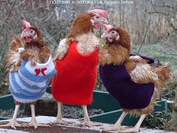 гламурная курочка