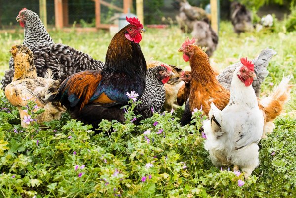 домашние куры