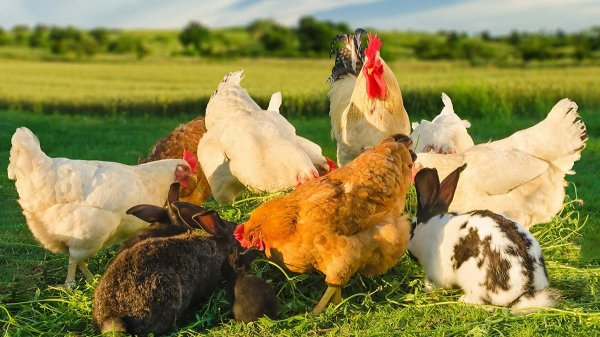 ферма куриц