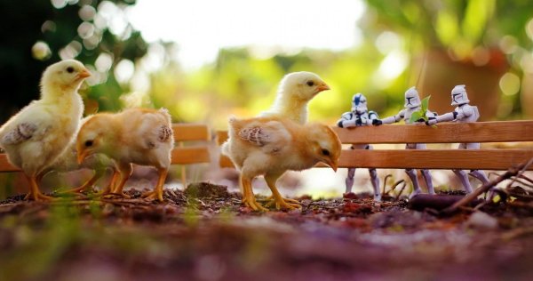 маленькие цыплята