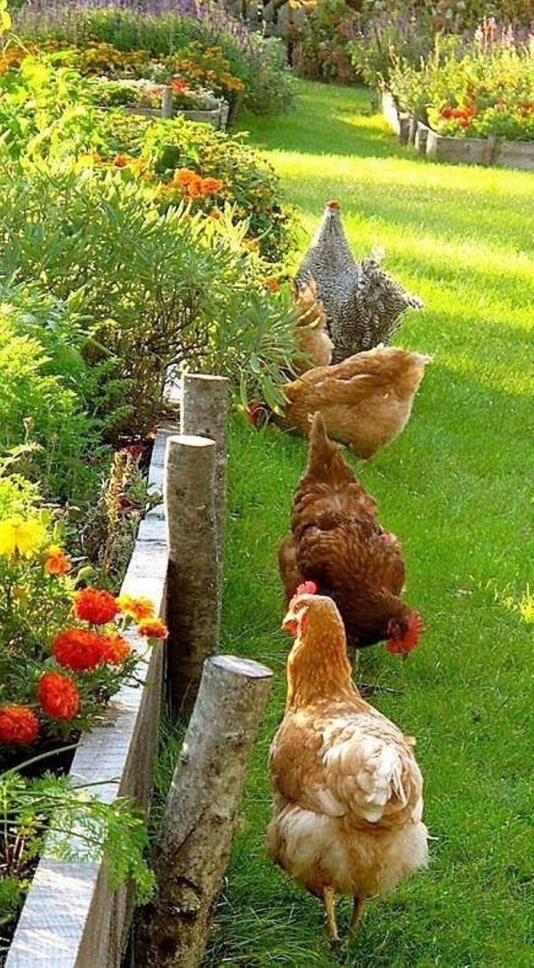 красивые курятники