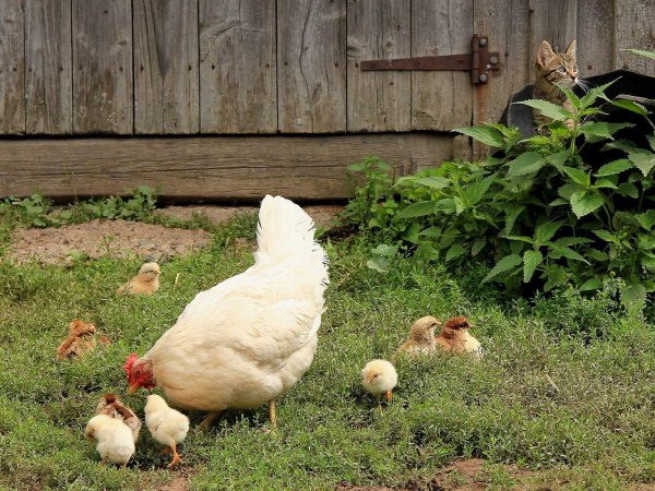 белые курицы