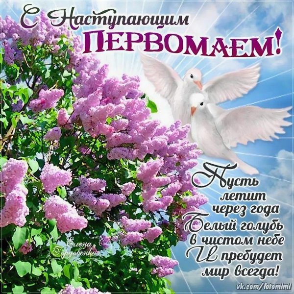 сирень куст