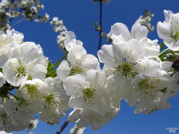 майские цветы