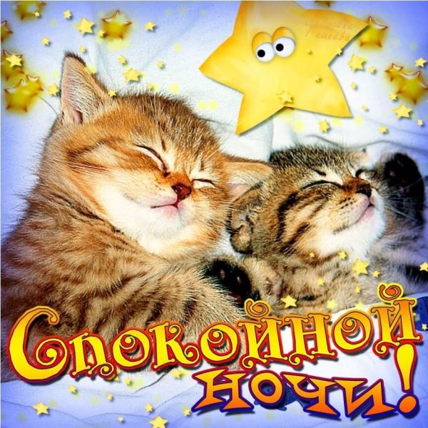 котята спокойной ночи