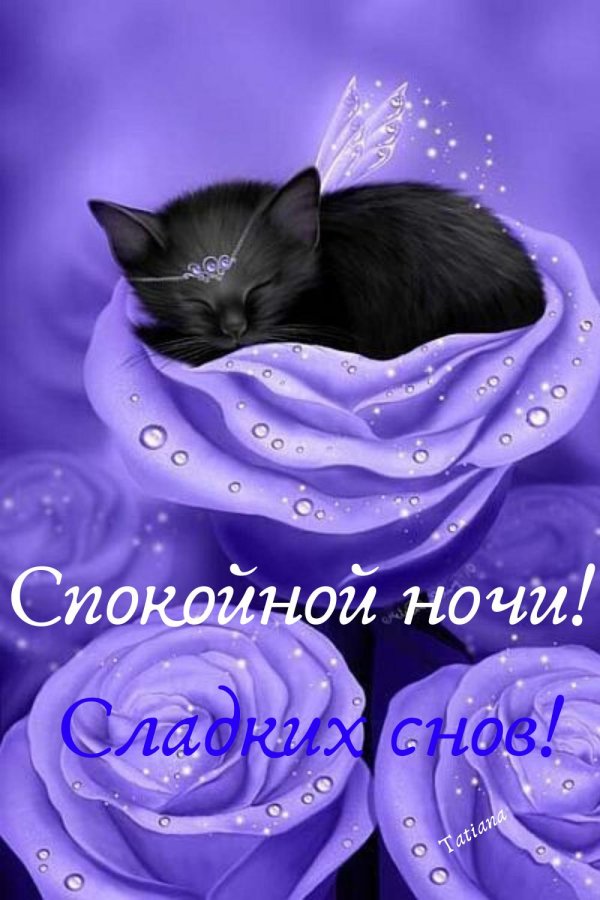 котики спокойной ночи