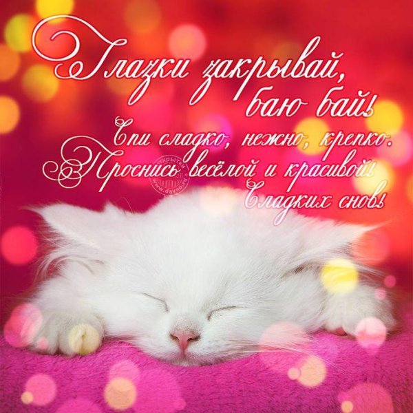 спокойной ночи котик