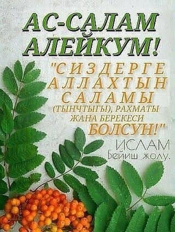 куст облепихи