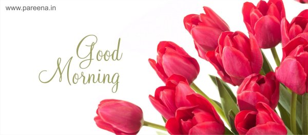 тюльпан red bouquet