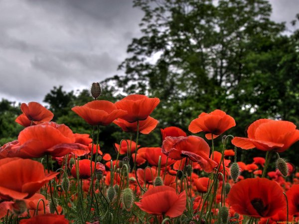 поле красных маков