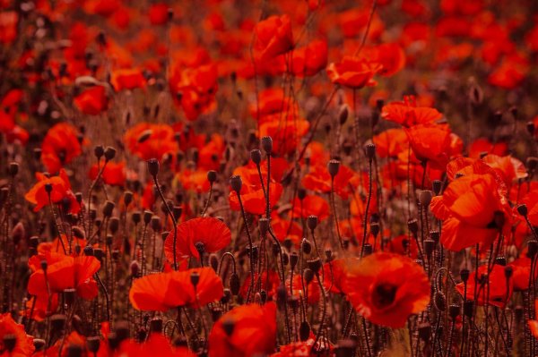 маковое поле