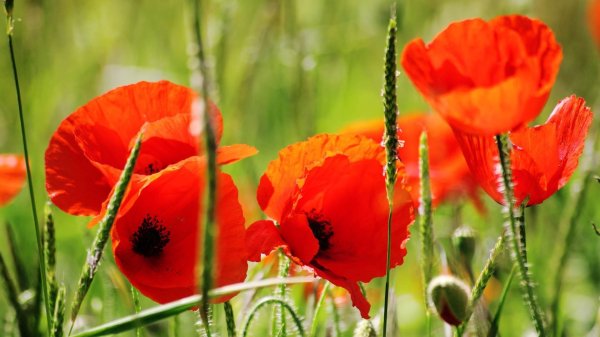 растение мак