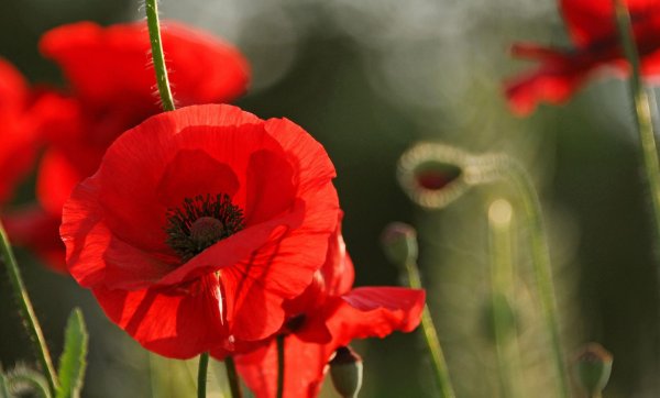 растение мак