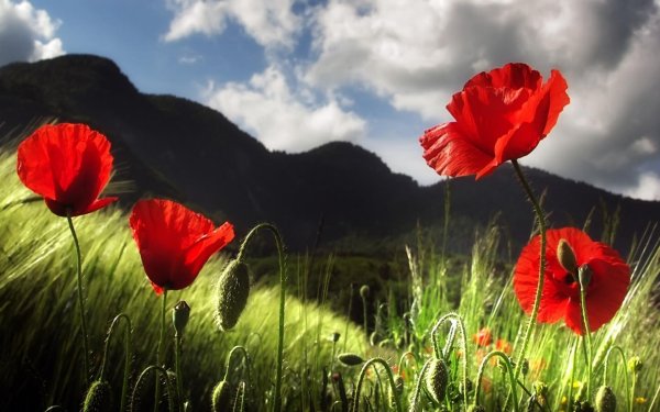 пейзаж с маками