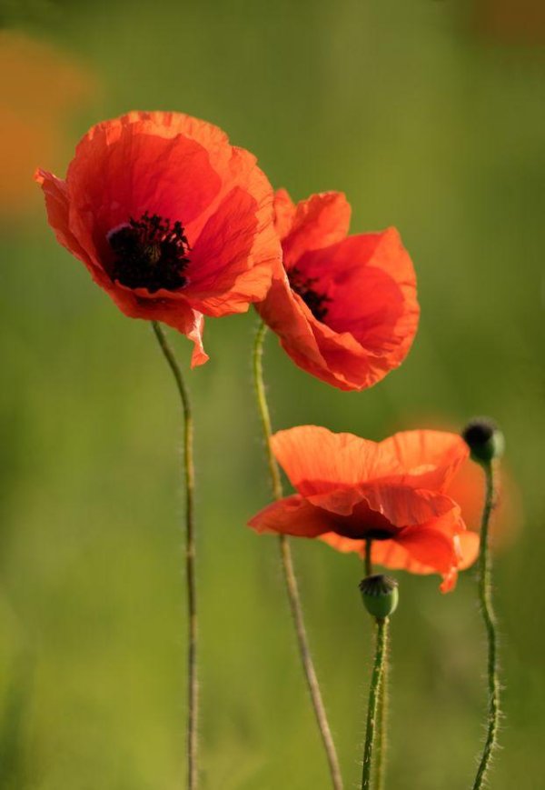 цветки мака