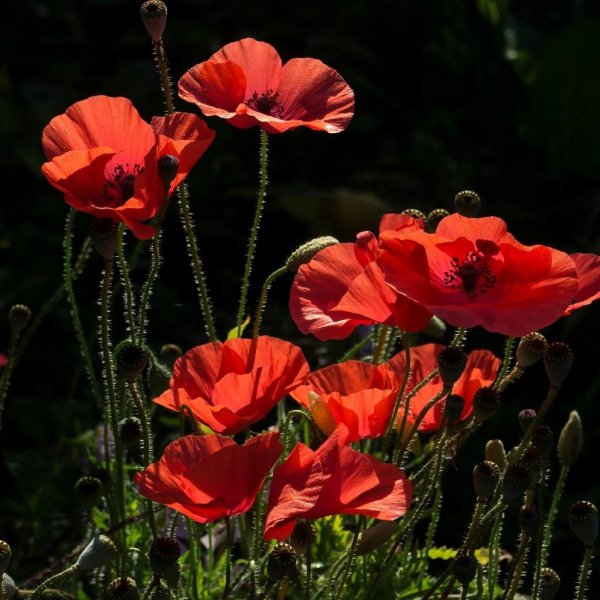 мак растение