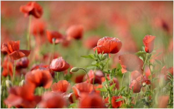 цветки мака