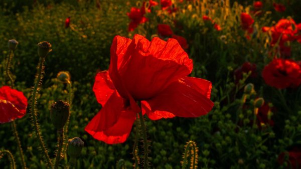 полей цветок