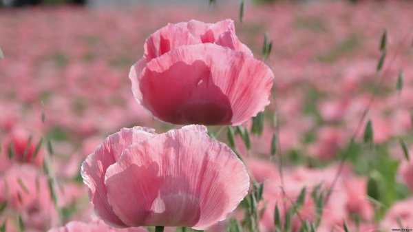 мак papaver picotee