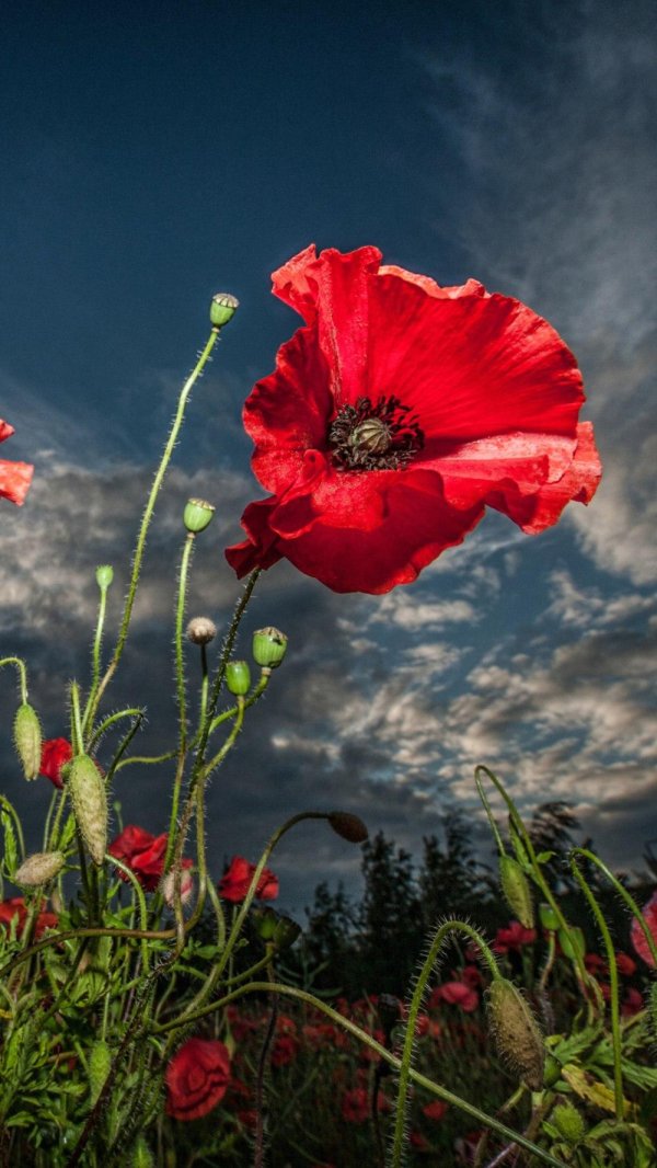 пейзаж с маками