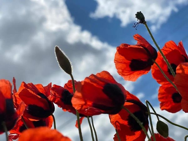 цветок красный