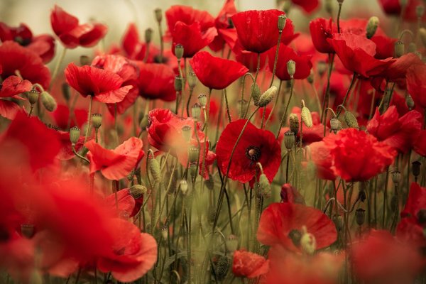 поле с маками