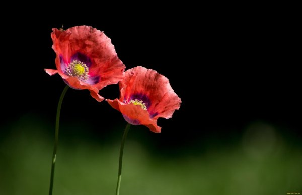 цветки мака