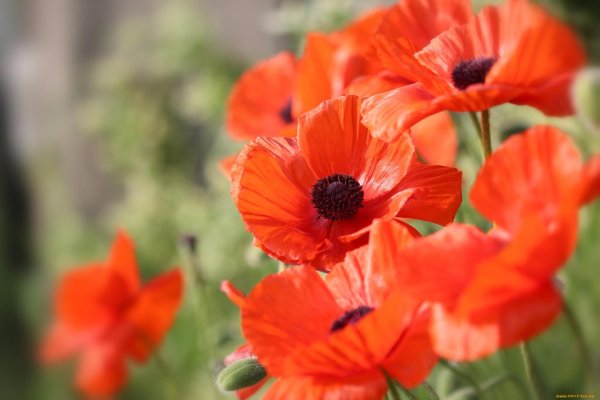 мак восточный papaver orientale