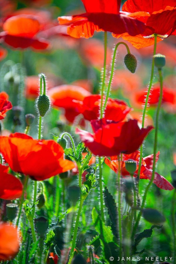 доброе утро с маками