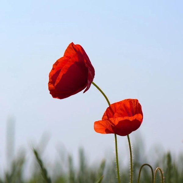 цветки мака