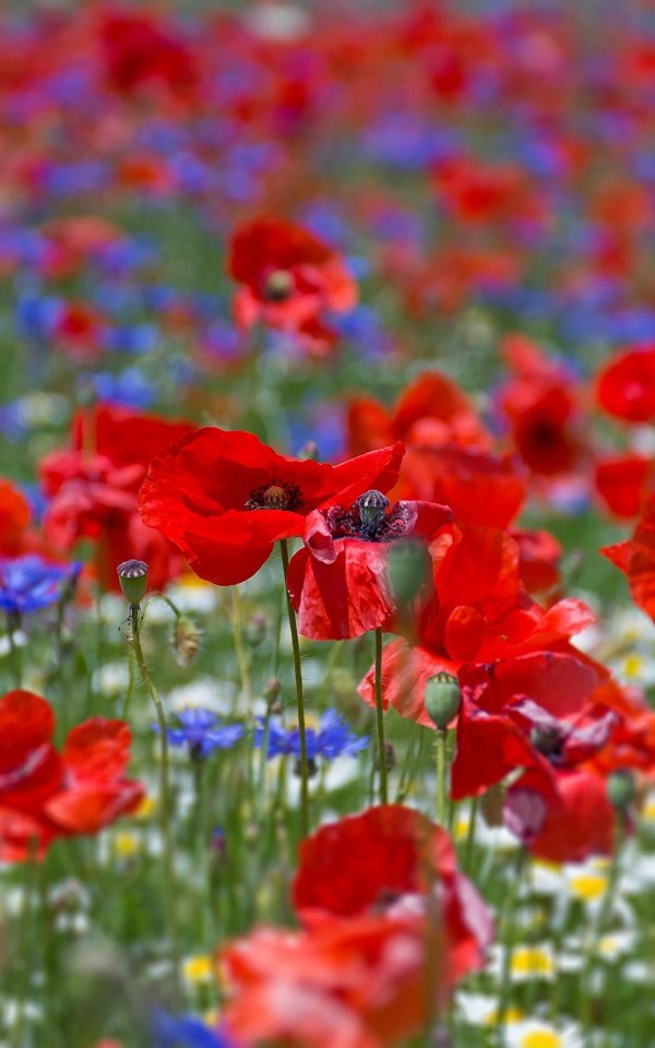 пейзаж с маками