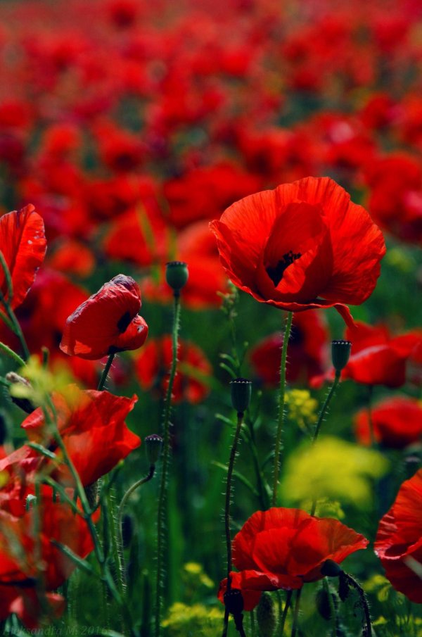 16 июля маков день