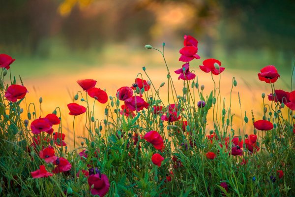 поле с маками