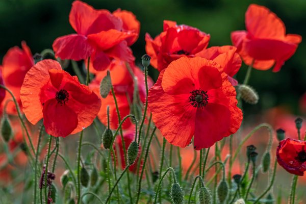 растение мак