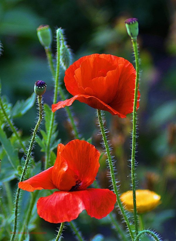 мак растение